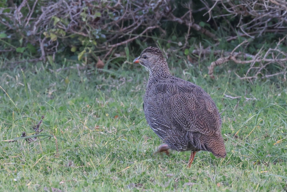 Cape Spurfowl - ML646353424