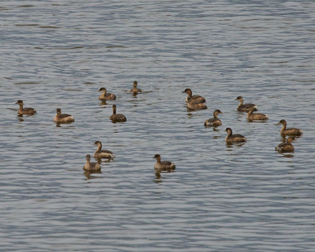 potápka černokrká - ML646353425