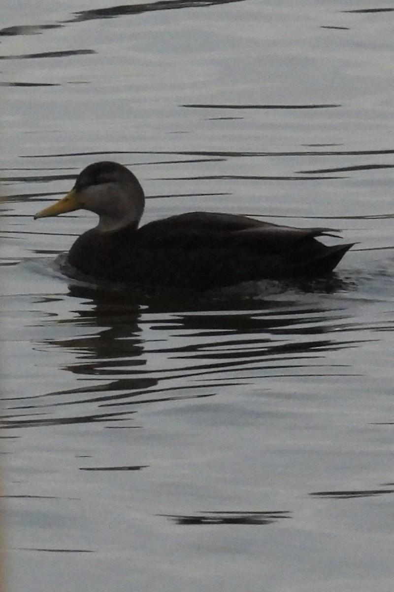 American Black Duck - ML646353428