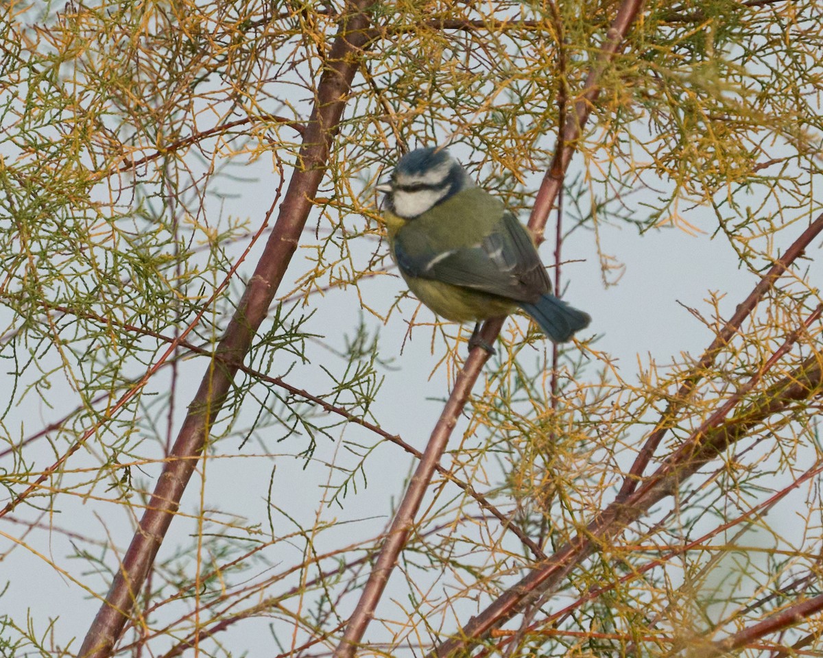 Cinciarella - ML646353429