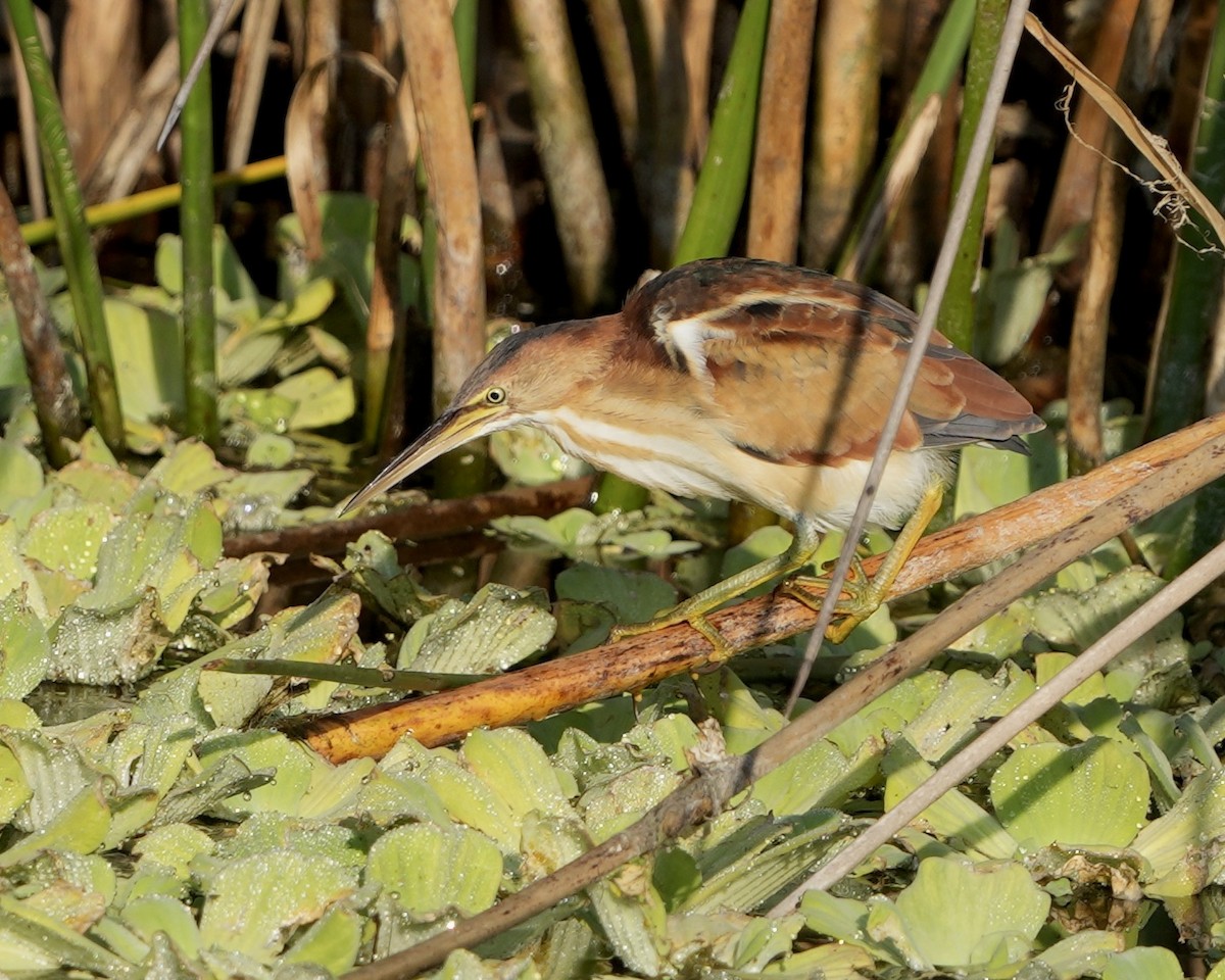 Least Bittern - ML646353431