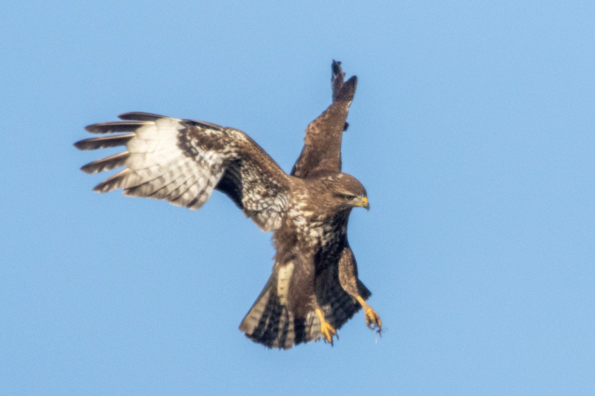 Common Buzzard - ML646353432