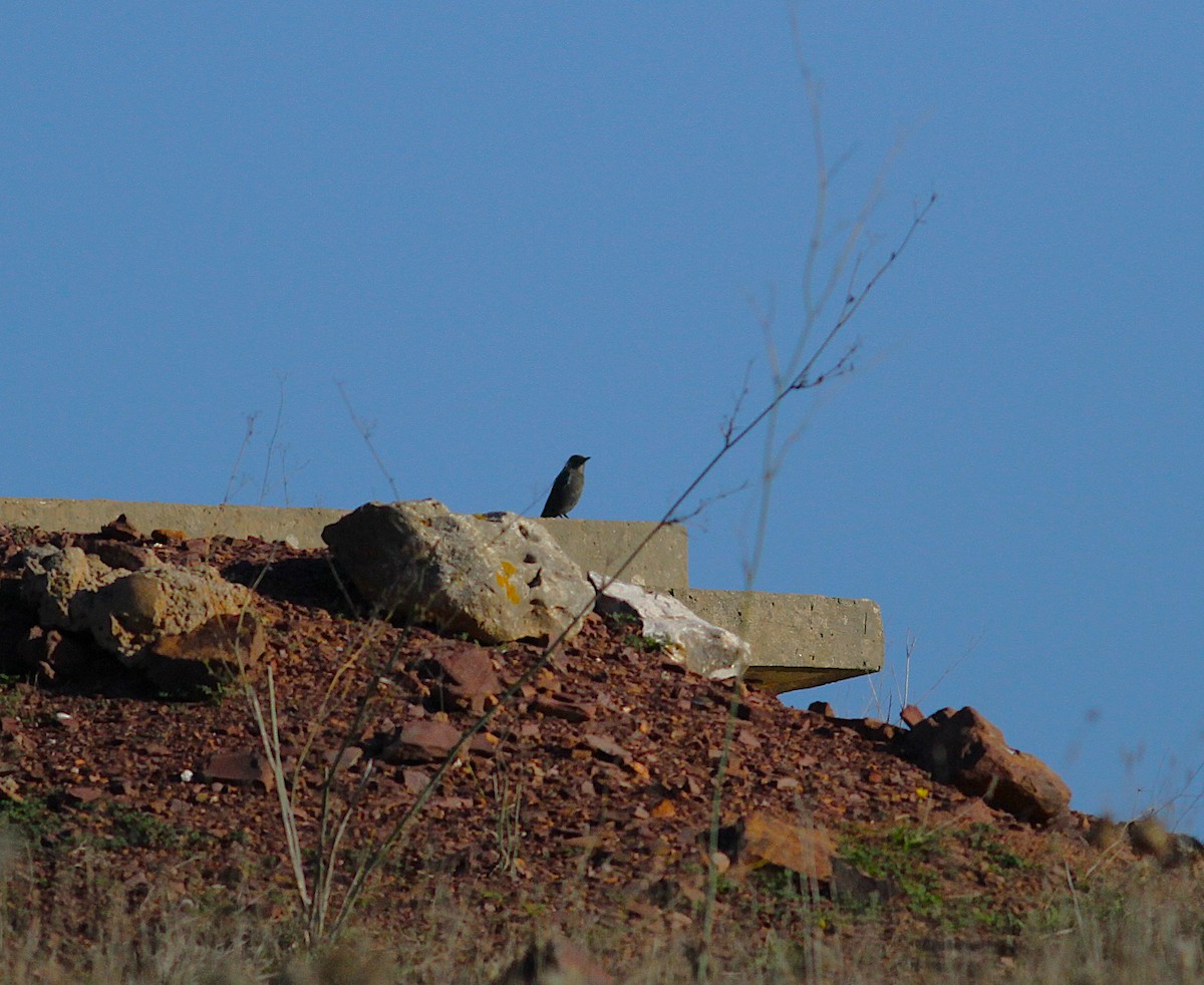Blue Rock-Thrush - ML646353433