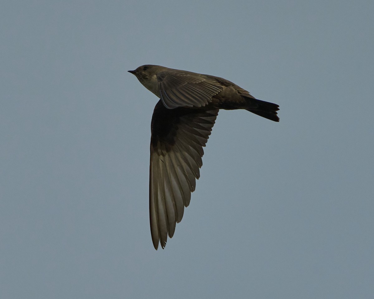 Rondine montana - ML646353434