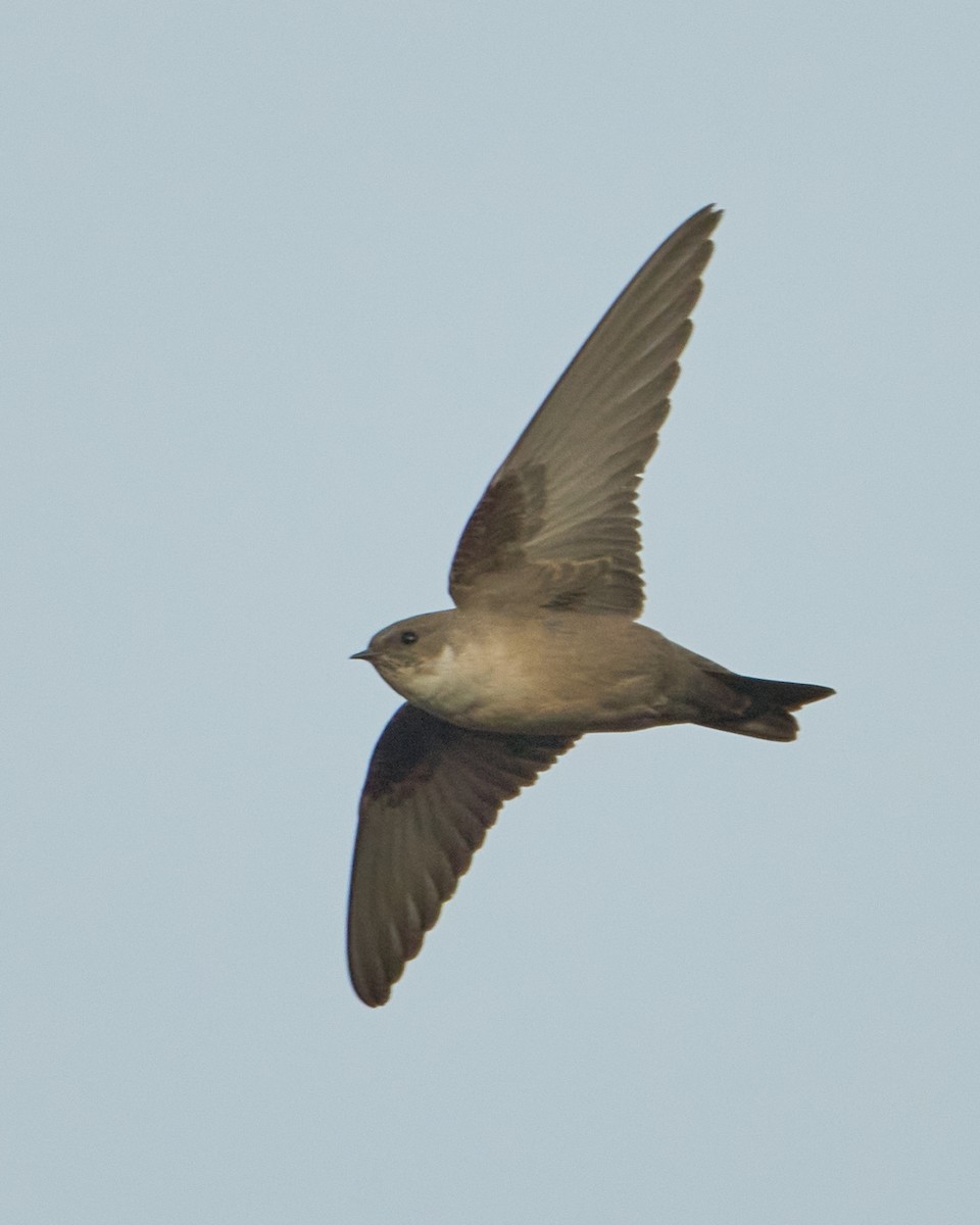 Rondine montana - ML646353439