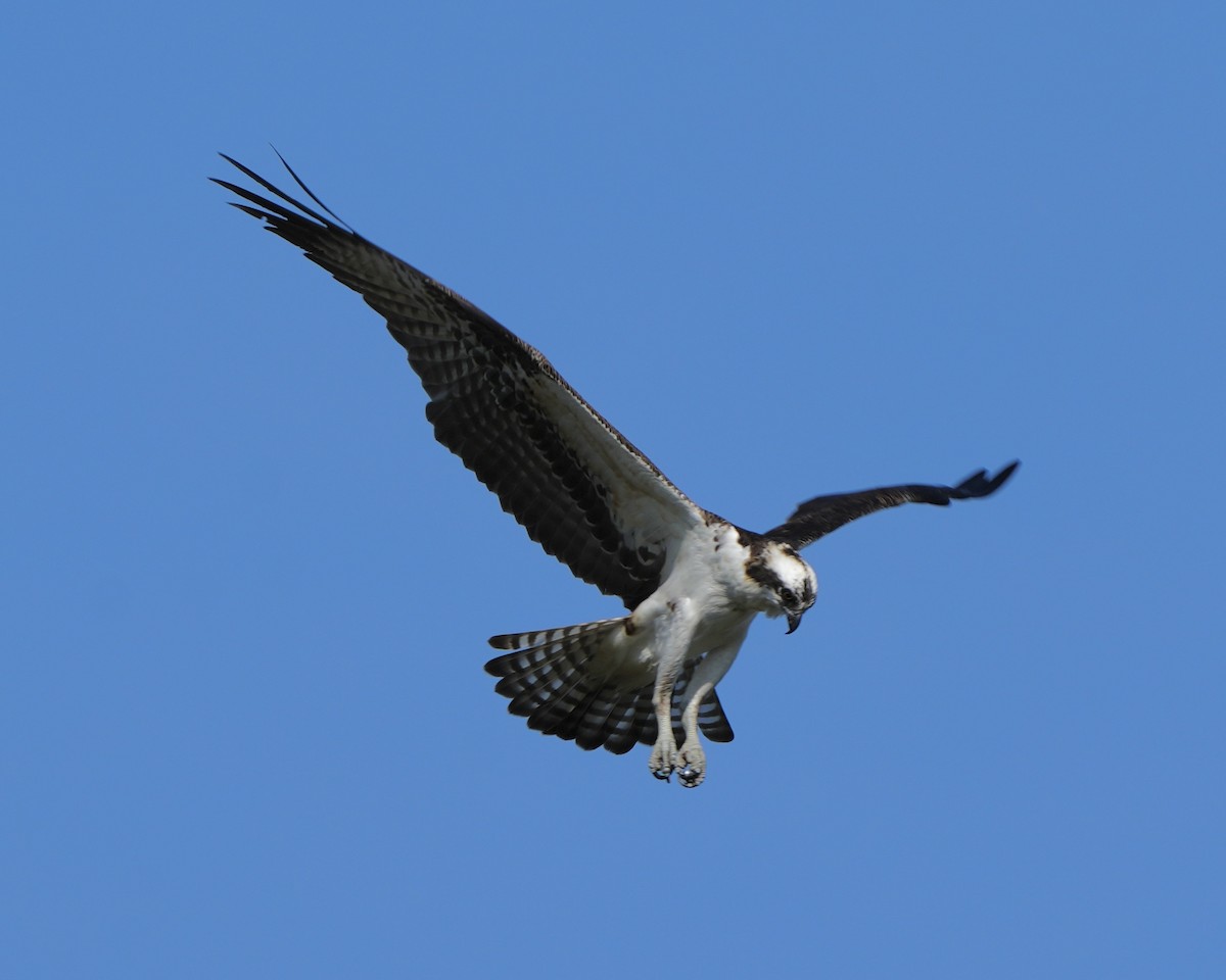 Falco pescatore - ML646353442