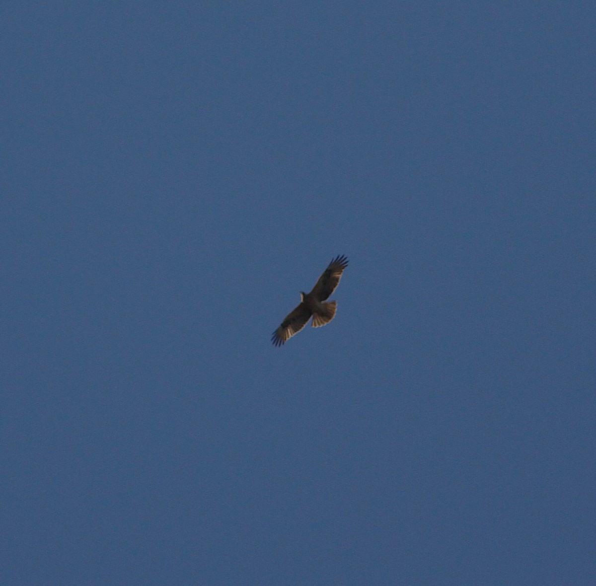 Bonelli's Eagle - ML646353445