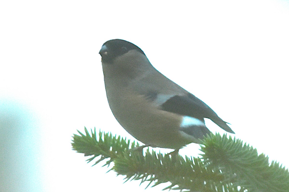 Eurasian Bullfinch - ML646353447