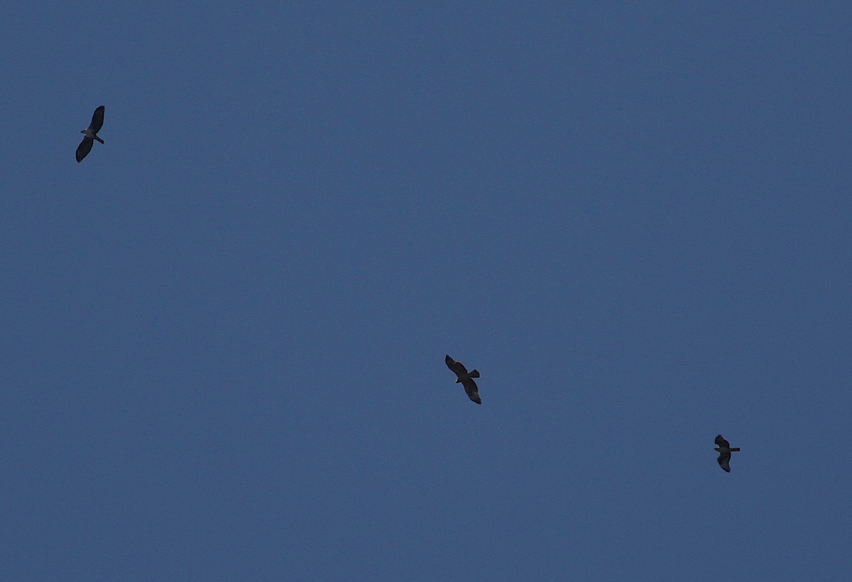 Bonelli's Eagle - ML646353449