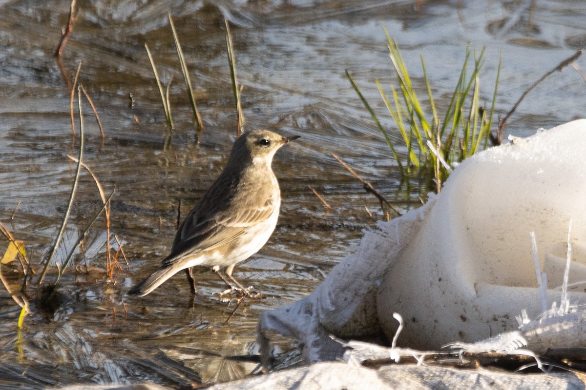 Water Pipit - ML646353450