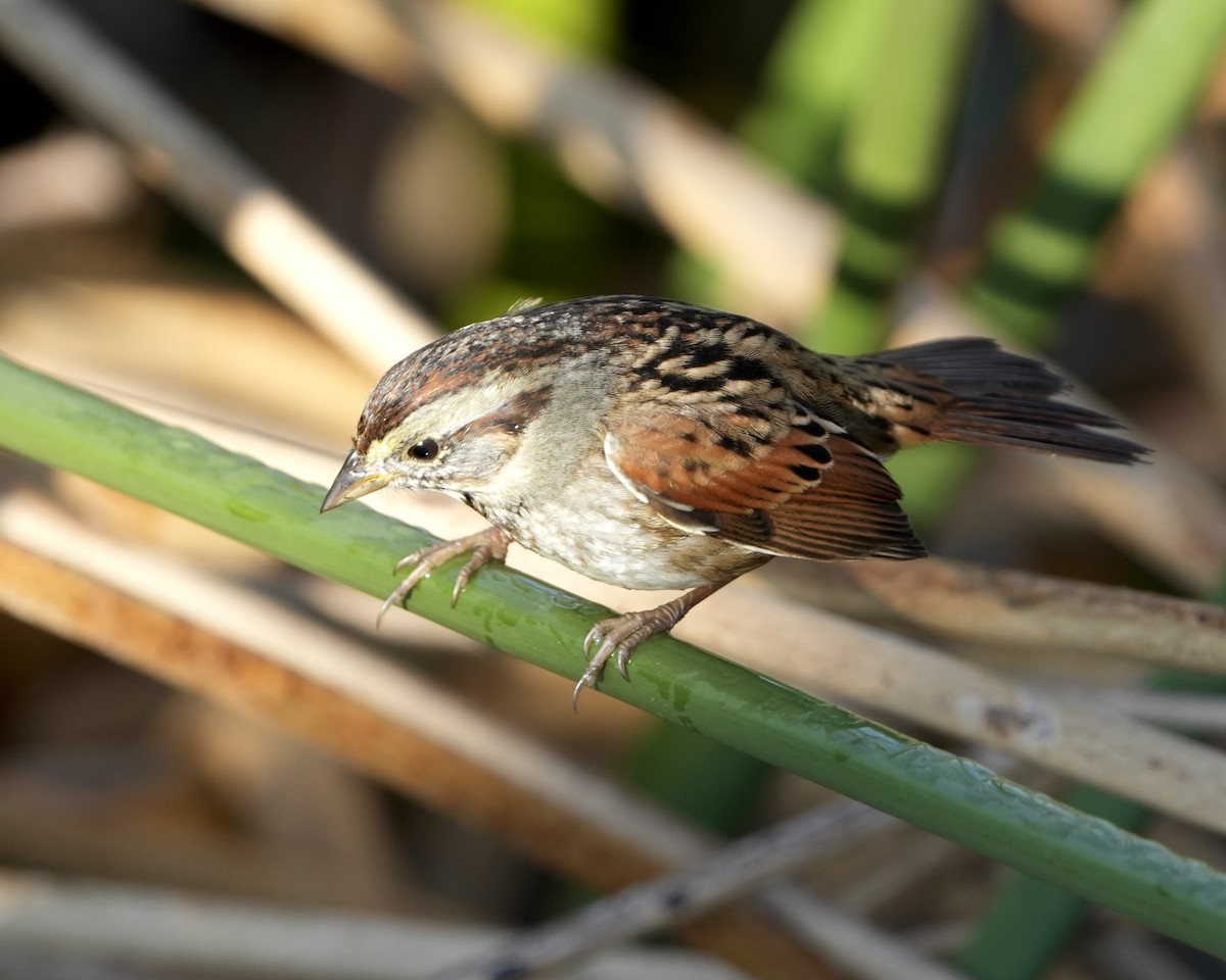Swamp Sparrow - ML646353452