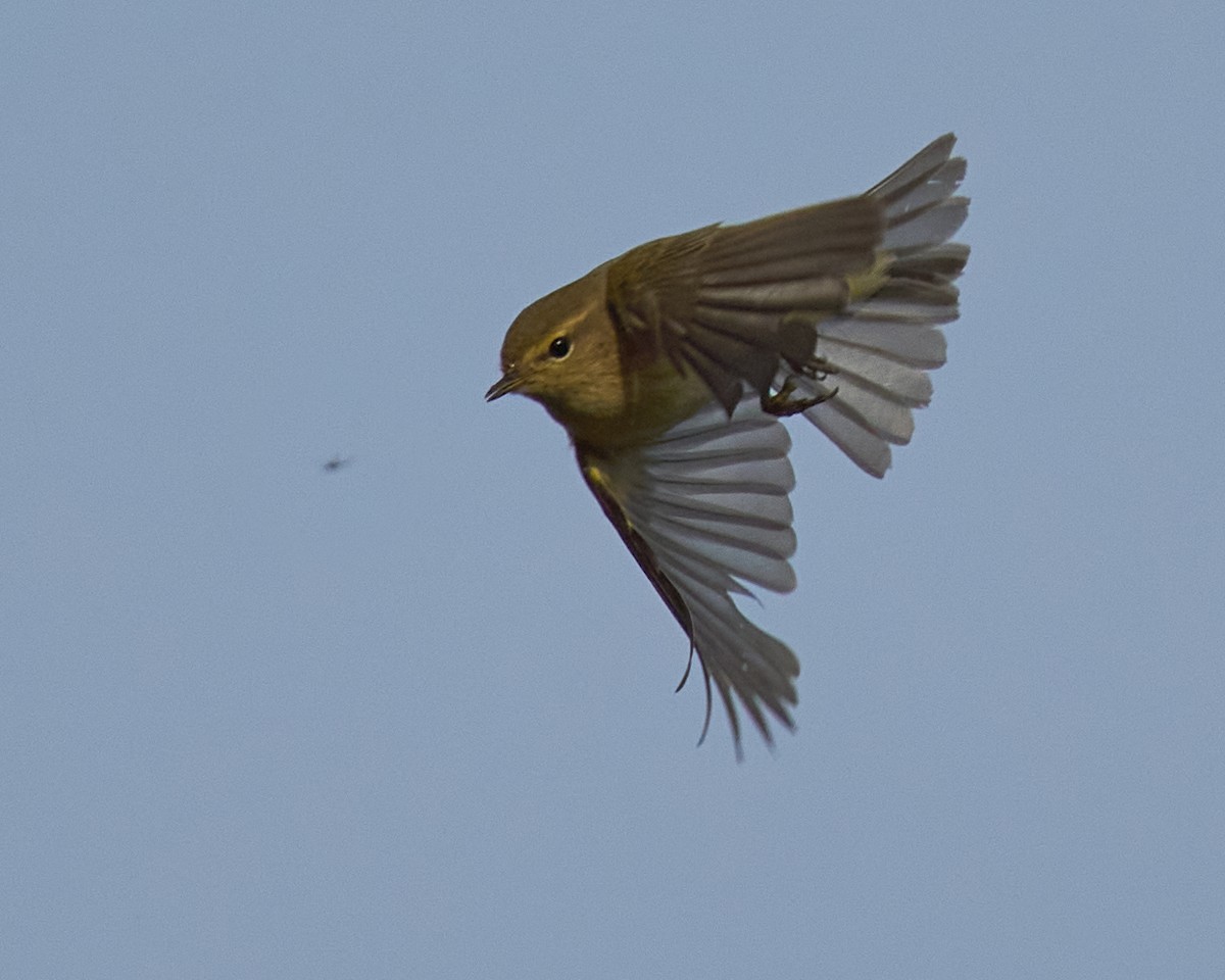 Luì piccolo - ML646353453