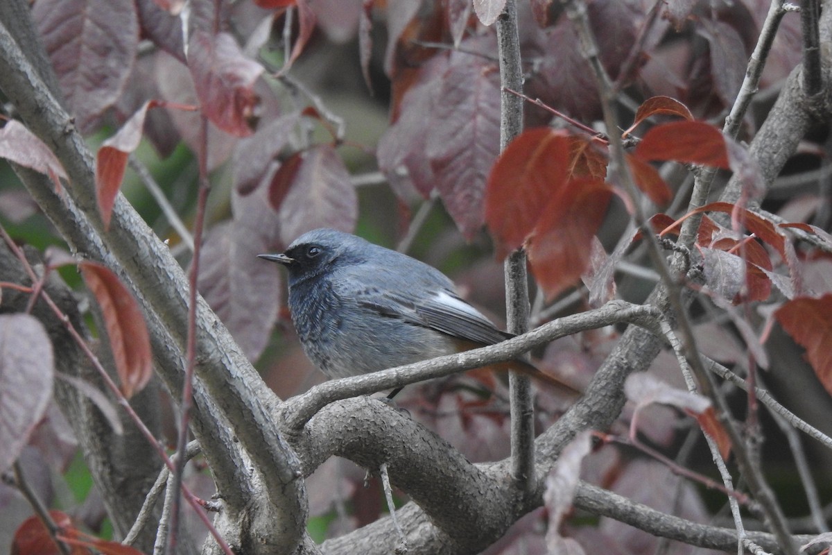 Black Redstart - ML646353454