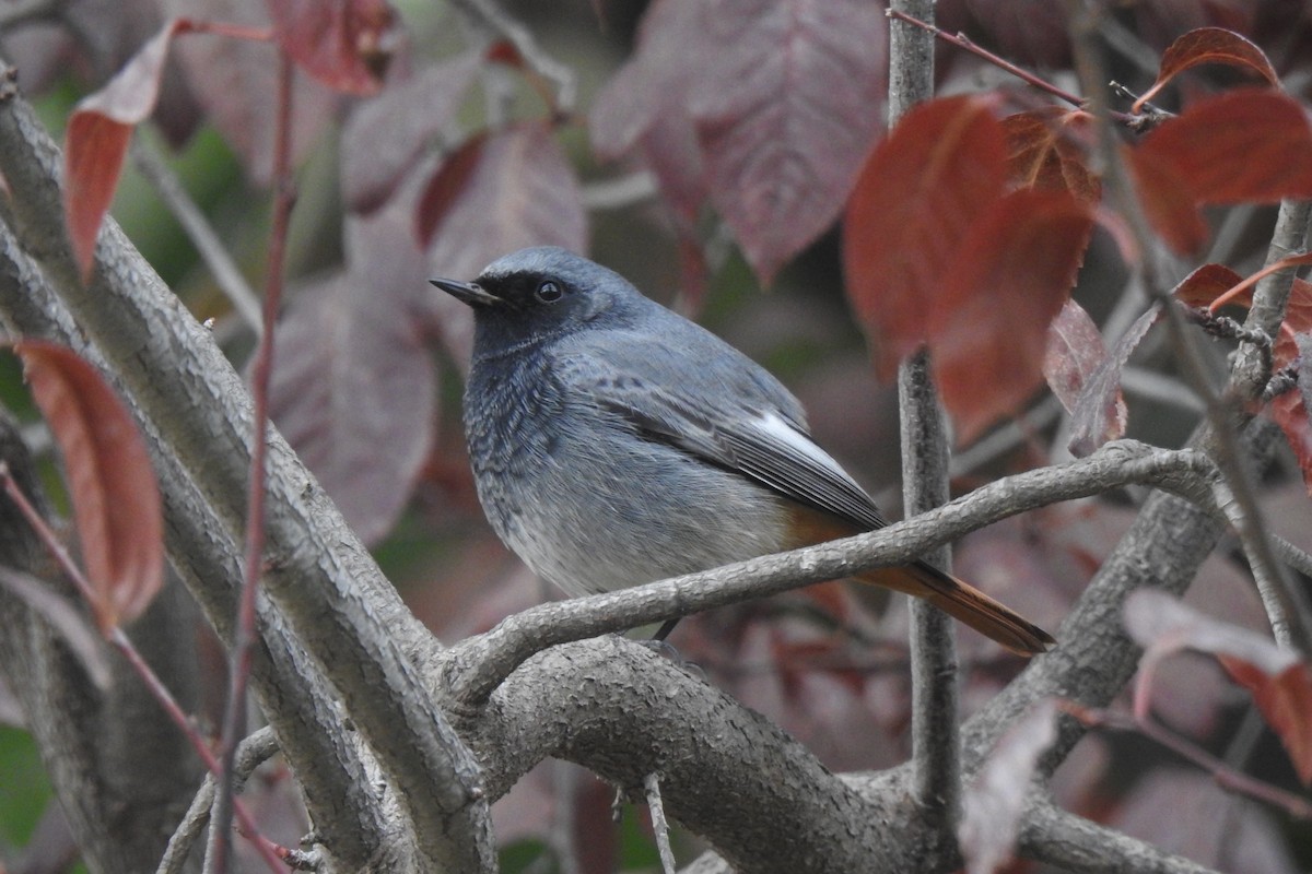 Black Redstart - ML646353455