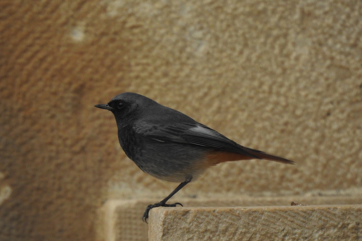 Black Redstart - ML646353456
