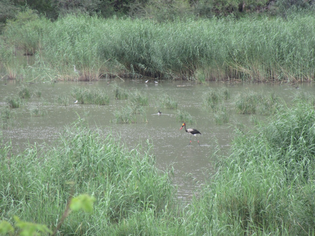 Saddle-billed Stork - ML646353457