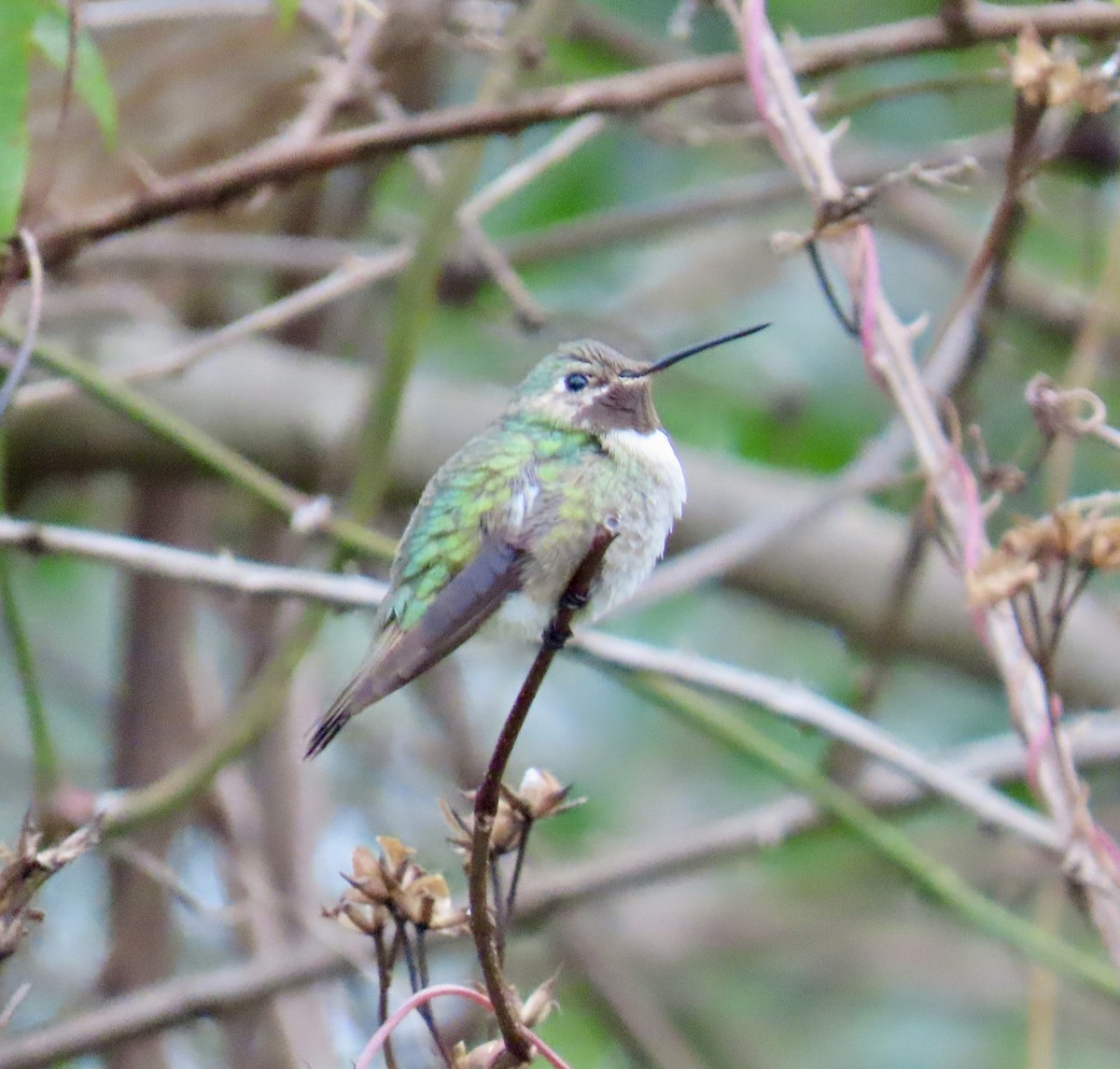 フトオハチドリ - ML646353458