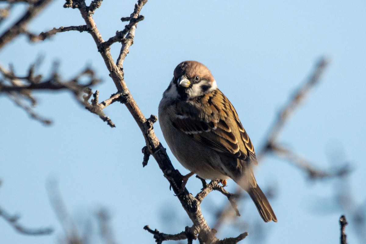 Gorrión Molinero - ML646353463