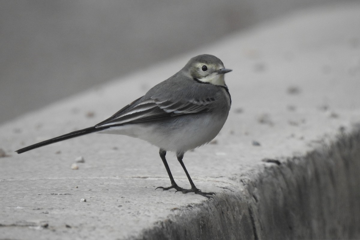 White Wagtail - ML646353464
