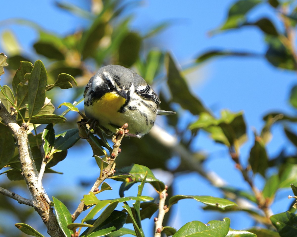 Yellow-throated Warbler - ML646353465