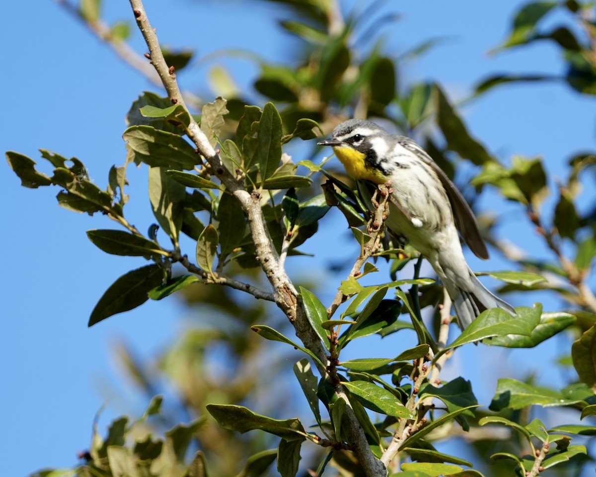 Yellow-throated Warbler - ML646353466