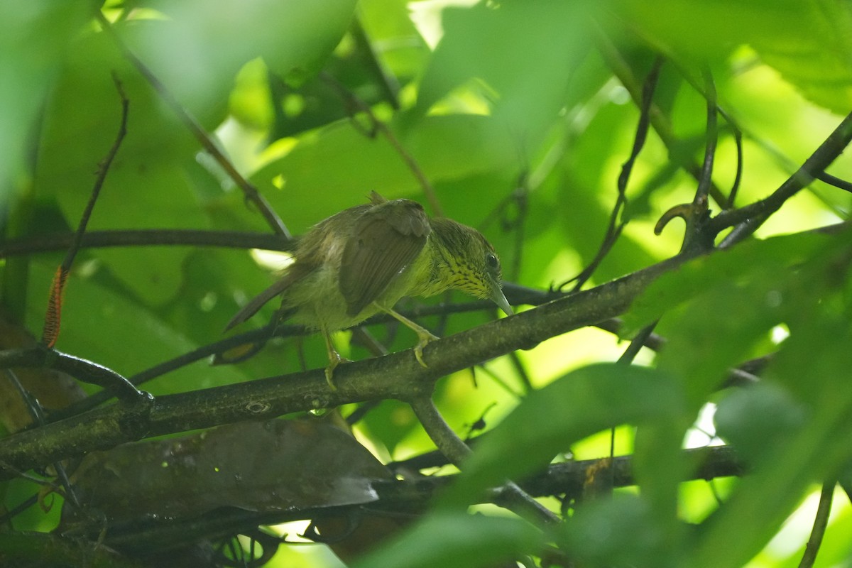 Синчівка жовточерева - ML646353467