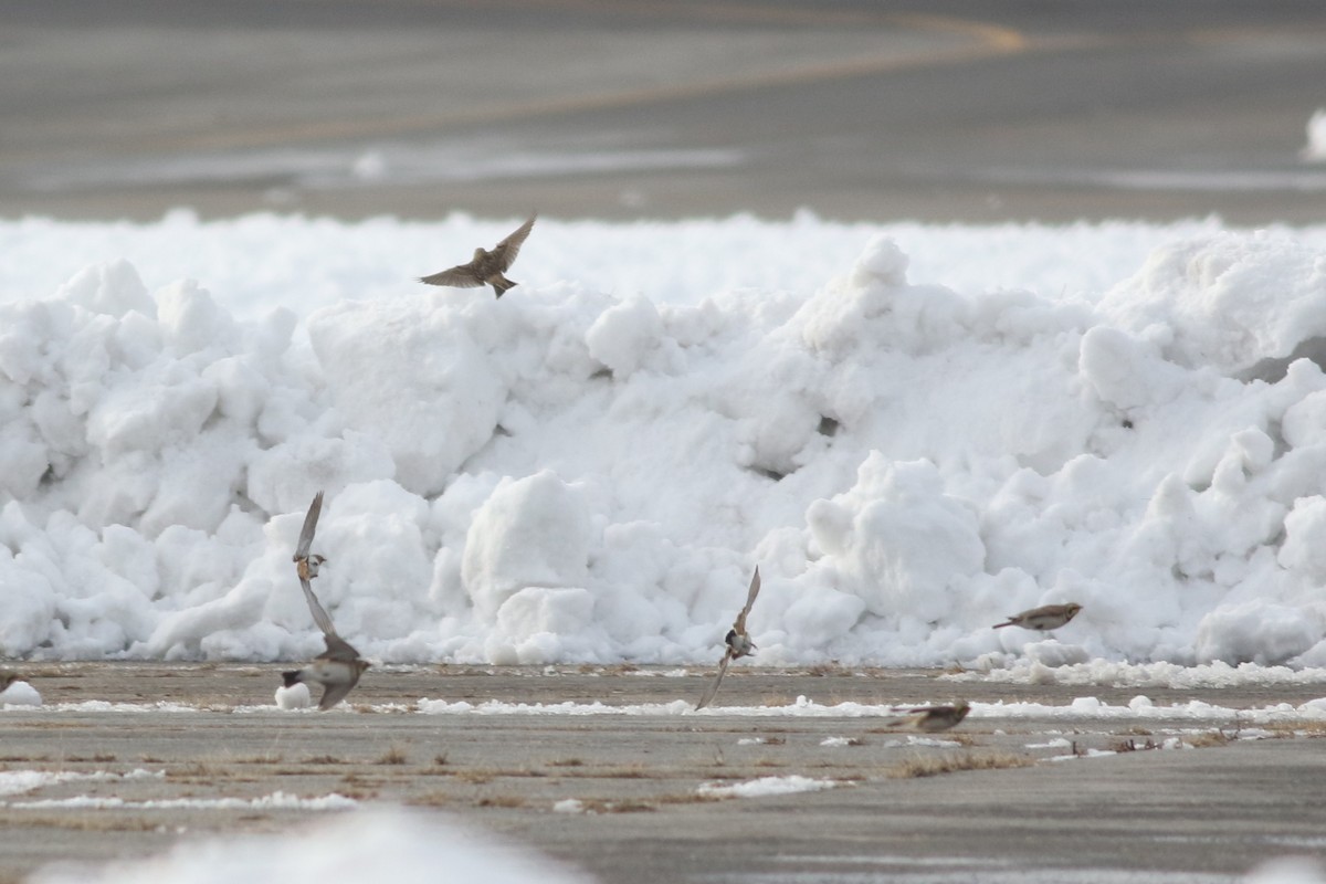 Horned Lark - ML646353469