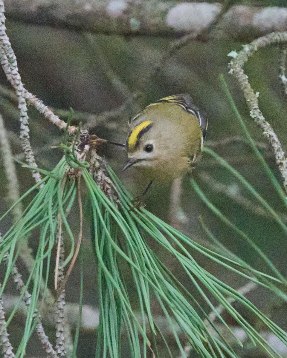 Regolo - ML646353477