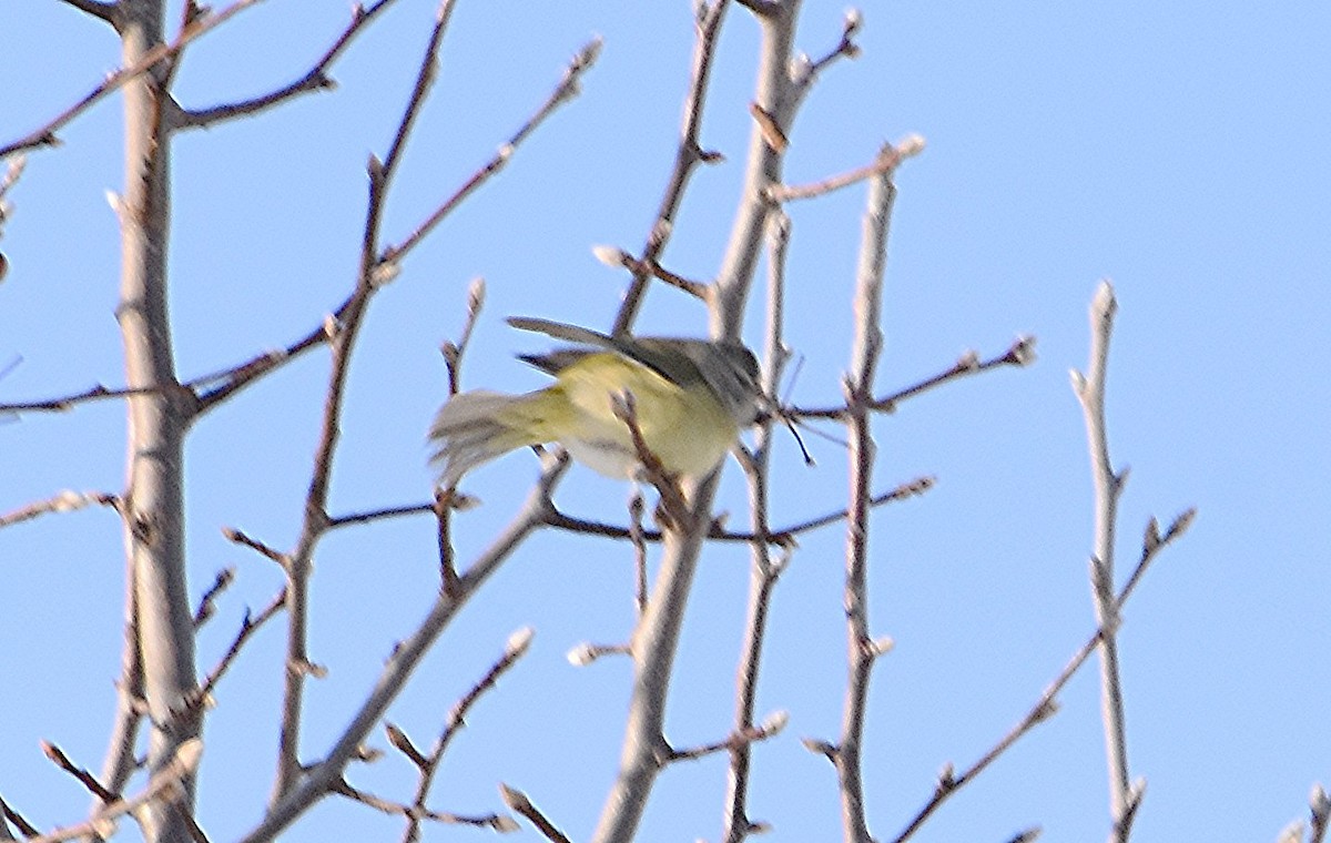 Orange-crowned Warbler - ML646353486