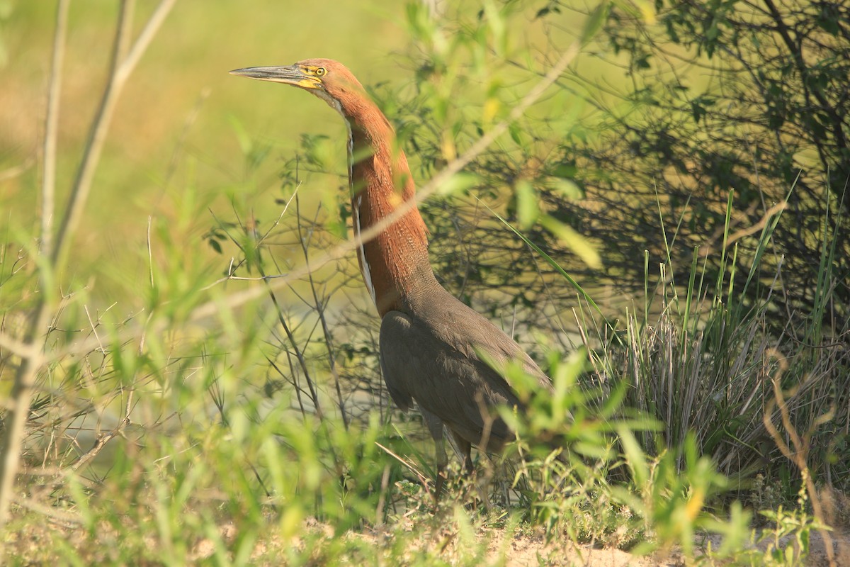 bukač červenavý - ML646353487