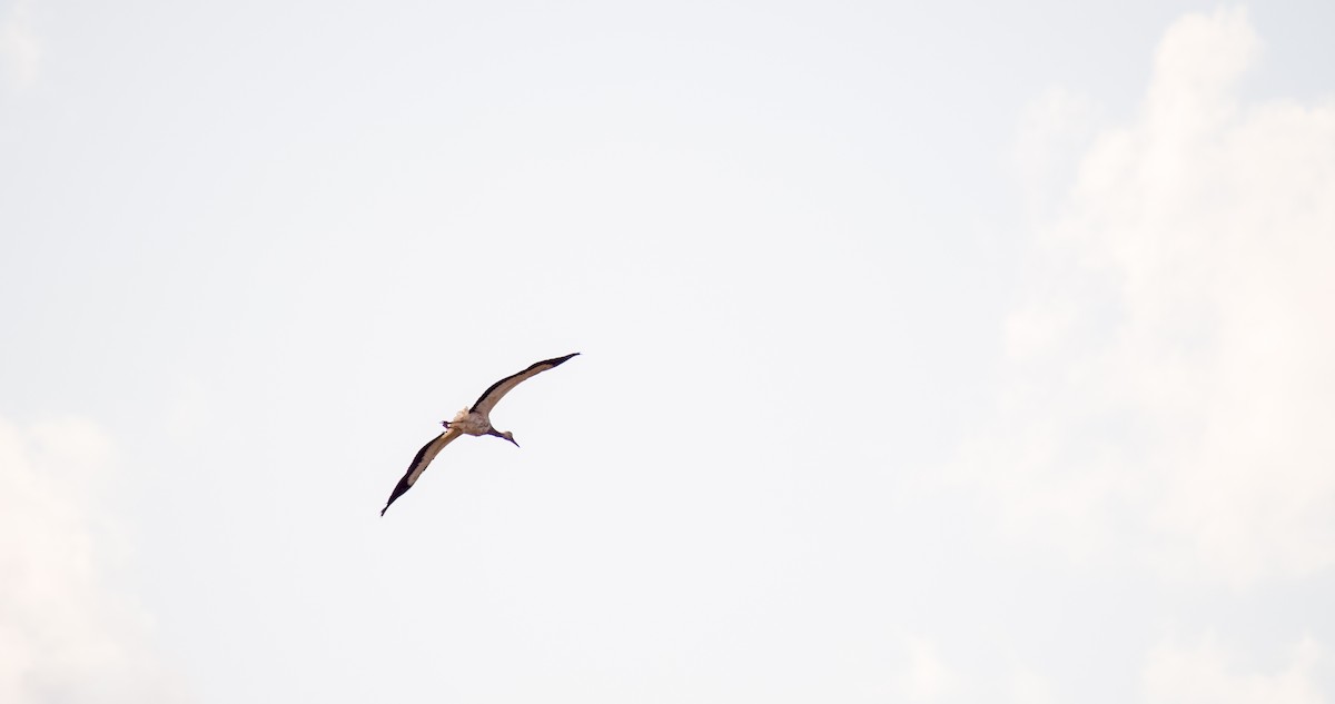 White Stork - ML646353488