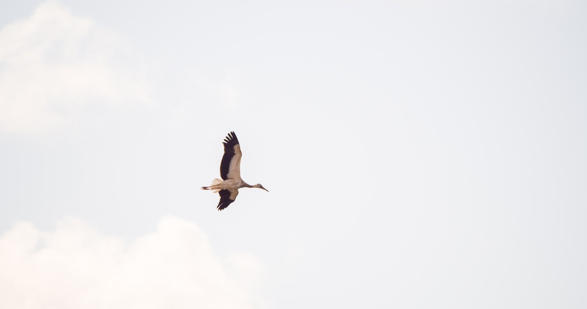 White Stork - ML646353489