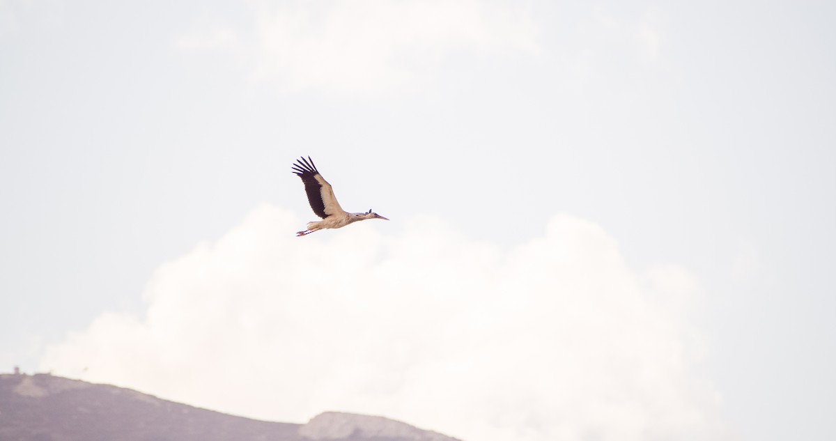 White Stork - ML646353490