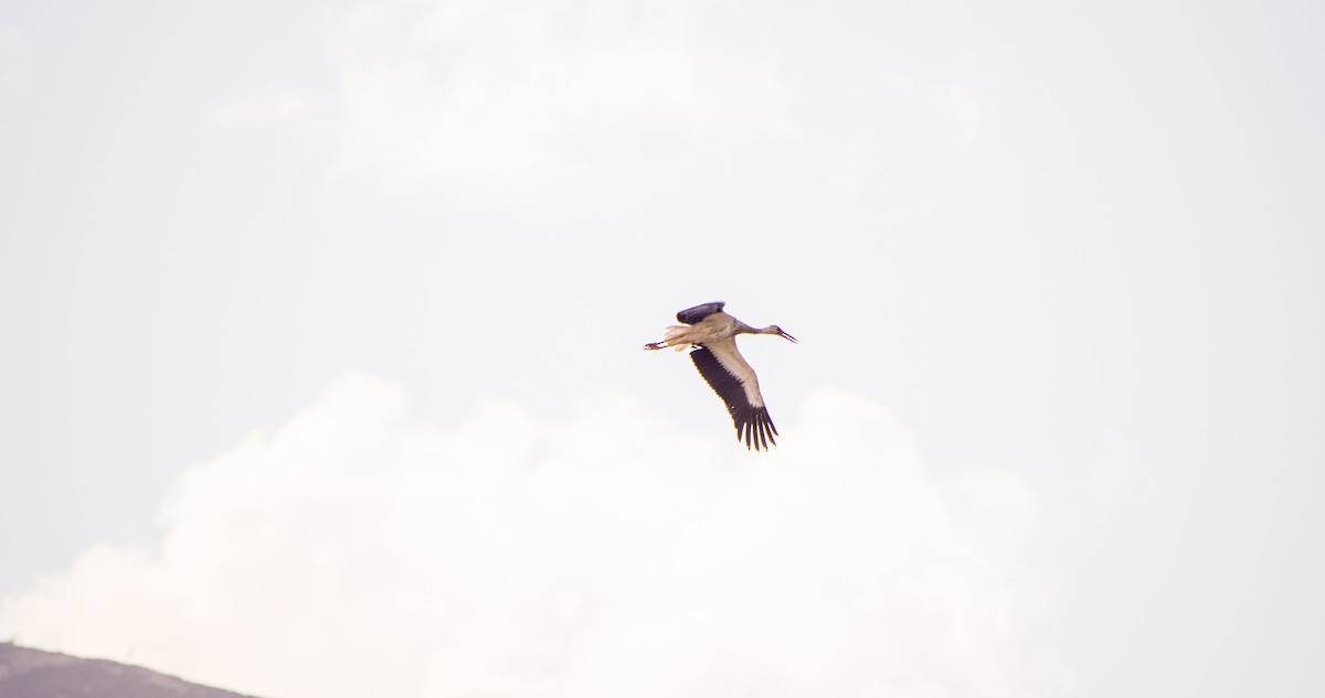 White Stork - ML646353491