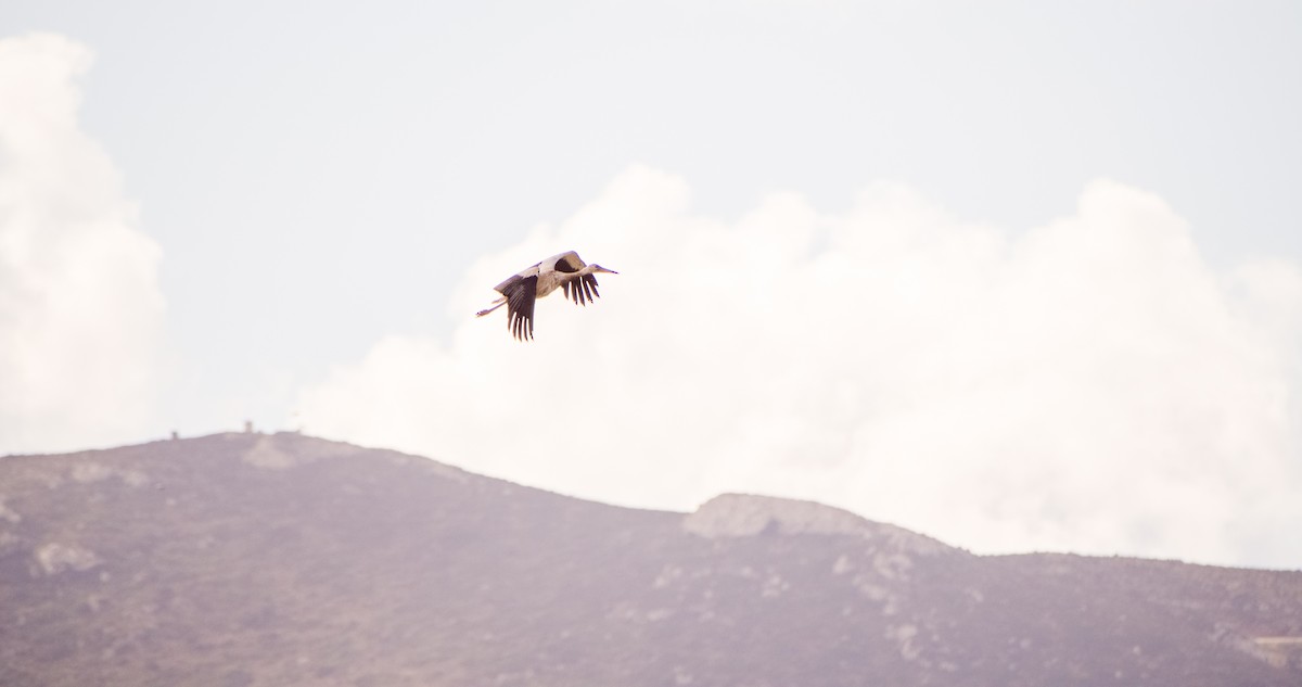 White Stork - ML646353493