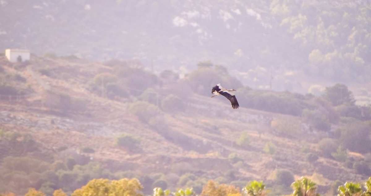 White Stork - ML646353494