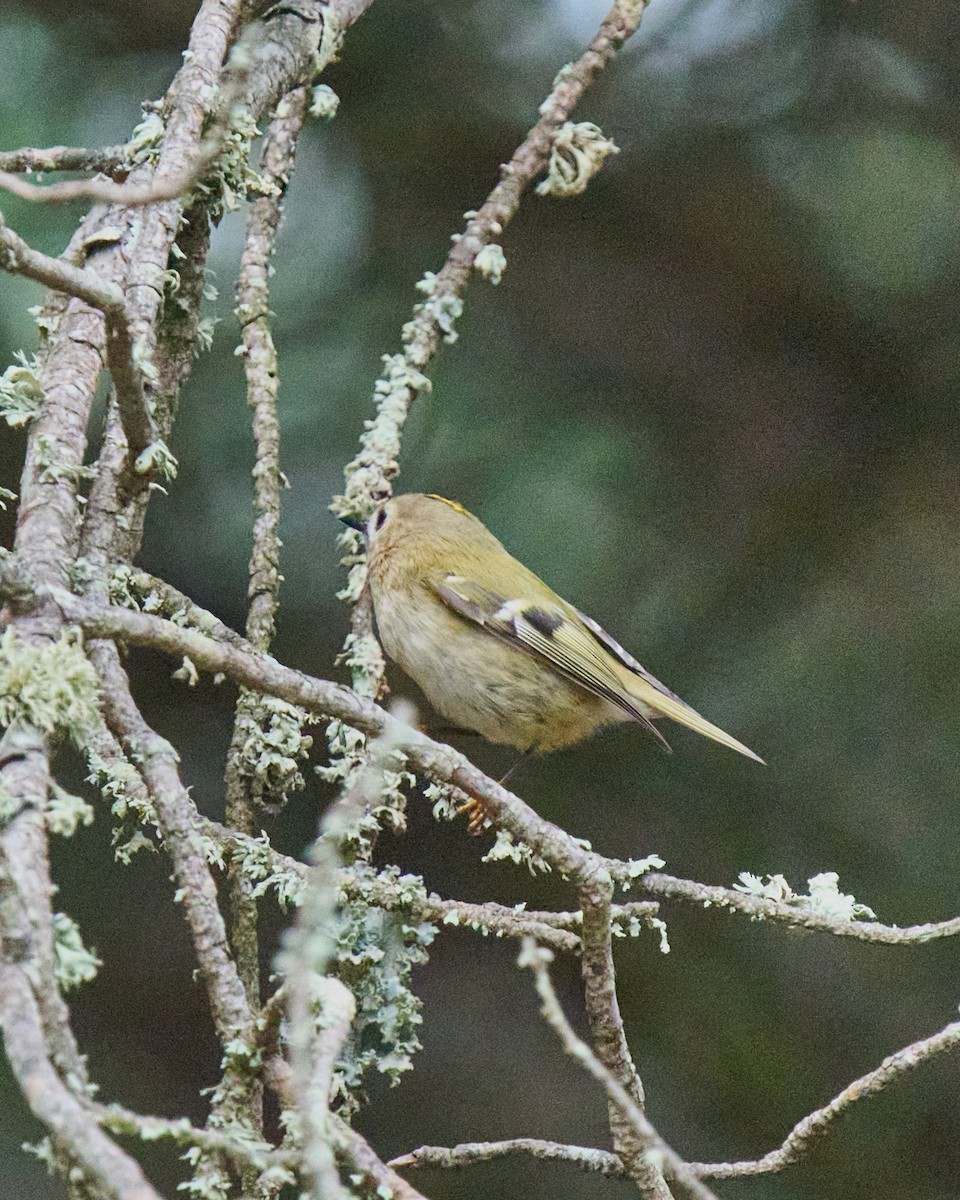 Regolo - ML646353498