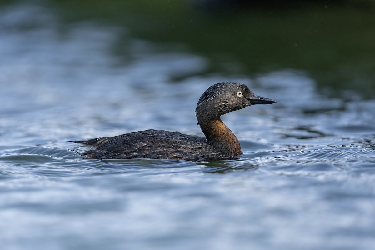 New Zealand Grebe - ML646353499