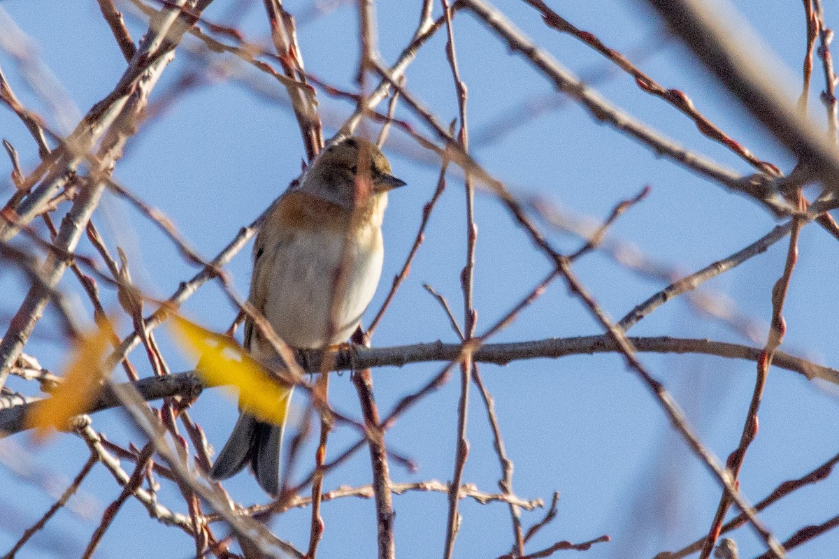 Brambling - ML646353505