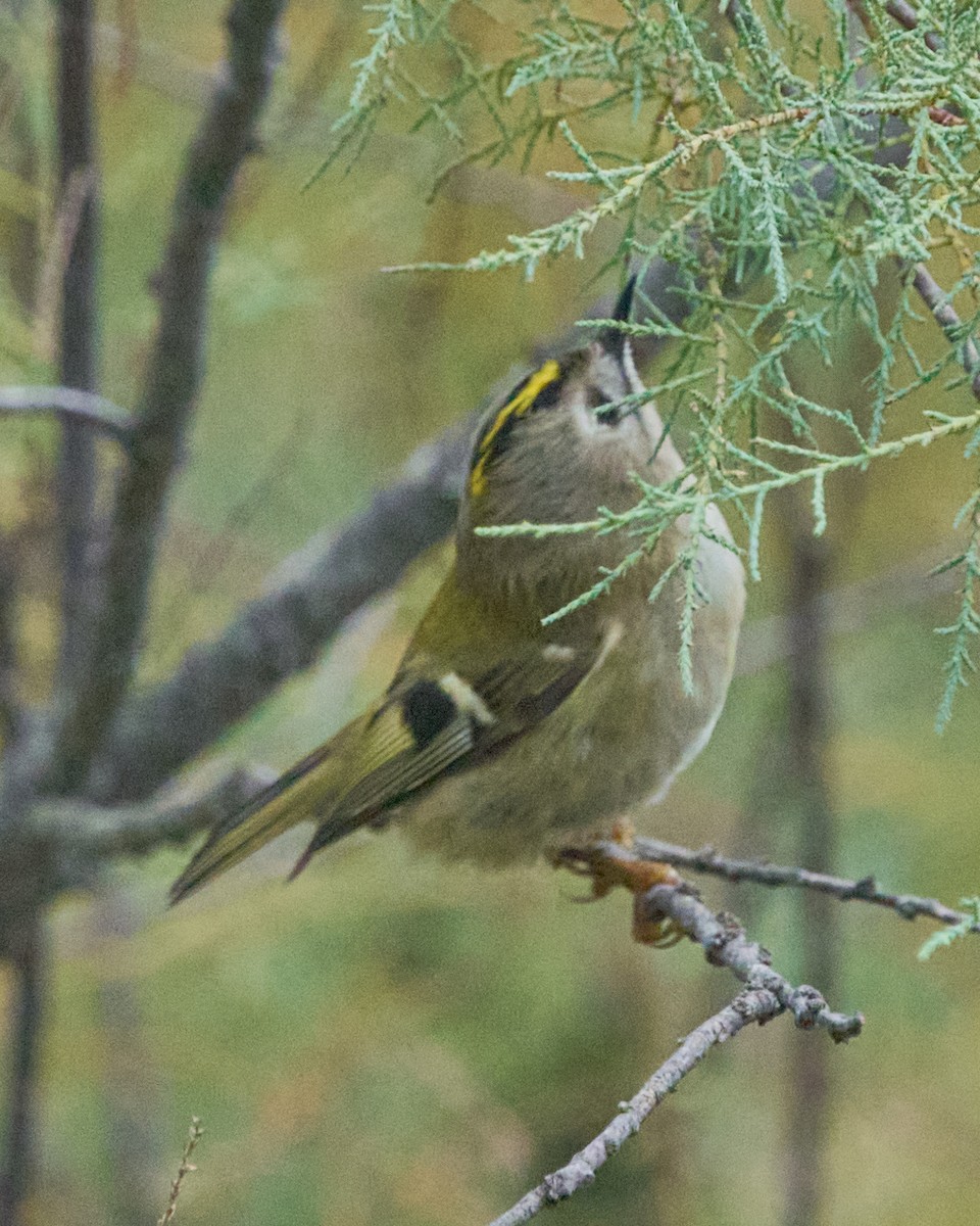 Regolo - ML646353506