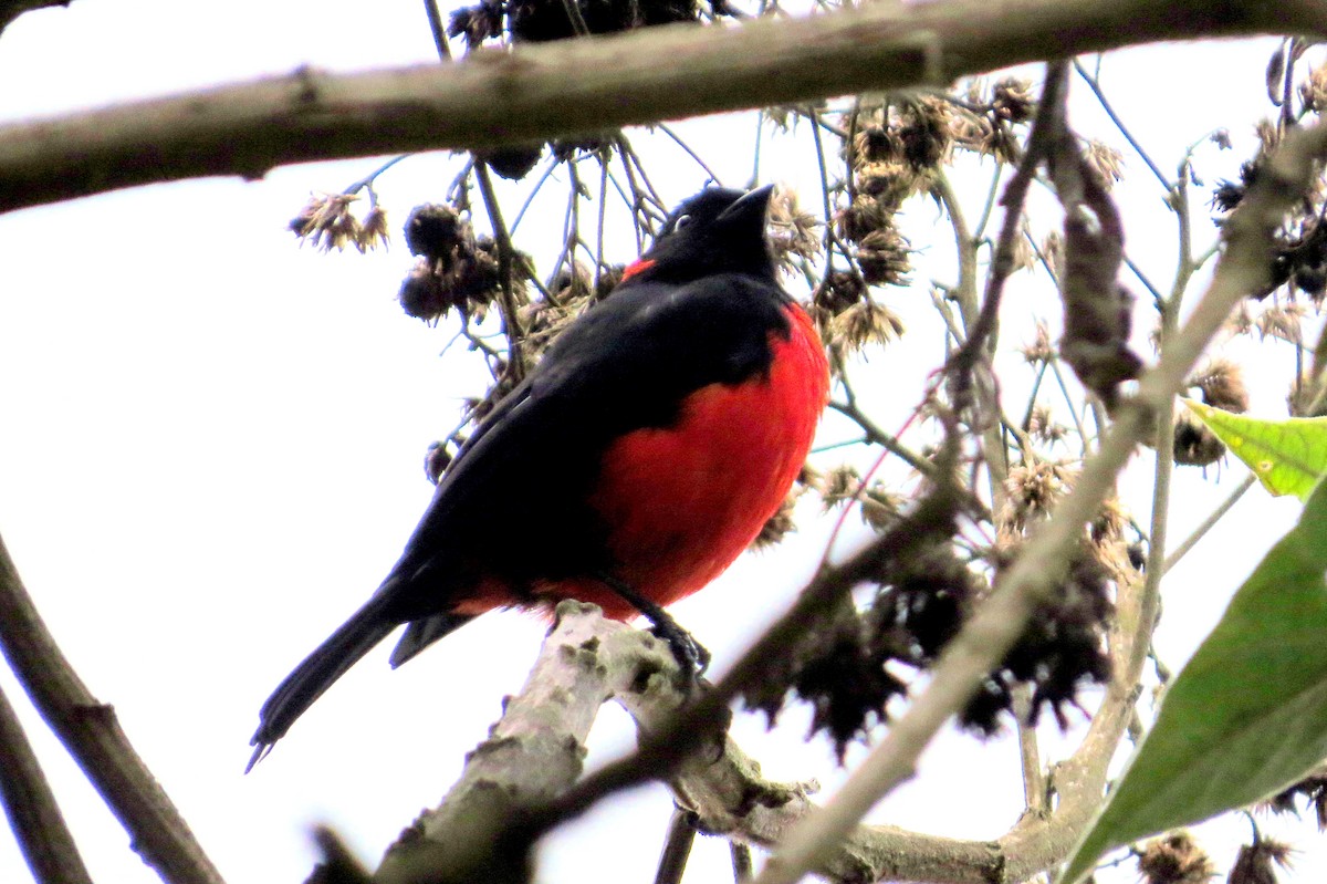 Scarlet-bellied Mountain Tanager - ML646353507