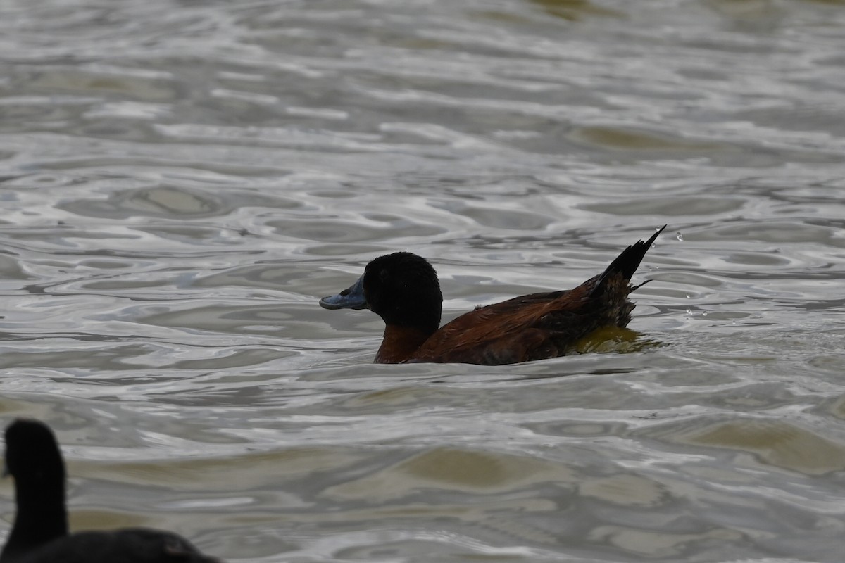 Maccoa Duck - ML646353509