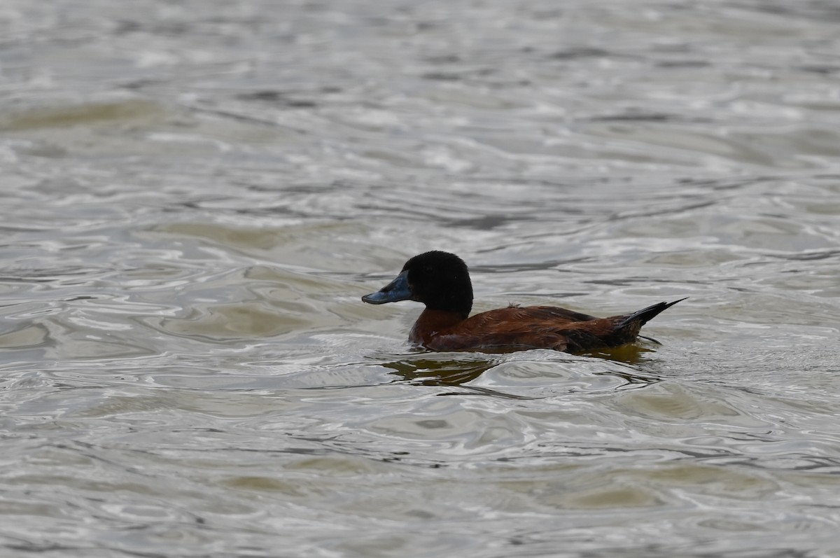 Maccoa Duck - ML646353510