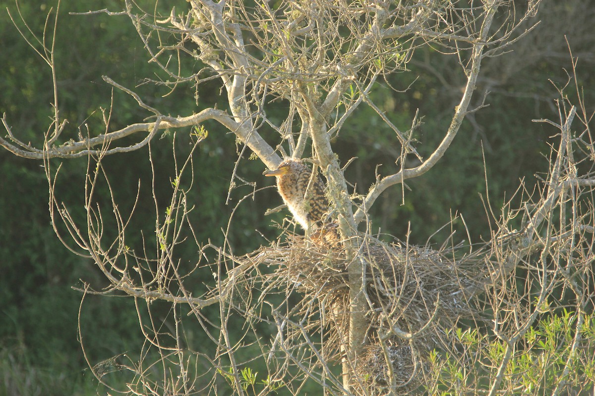 bukač červenavý - ML646353512