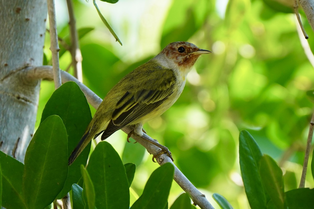 lesňáček žlutý - ML646353513