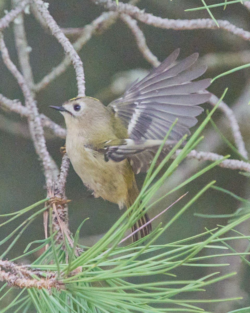 Regolo - ML646353520