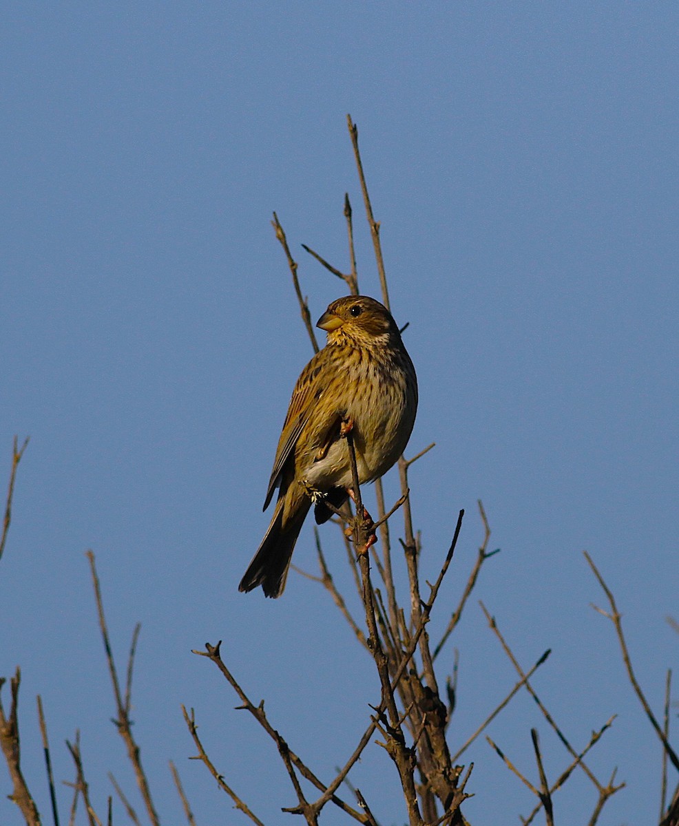 Corn Bunting - ML646353521