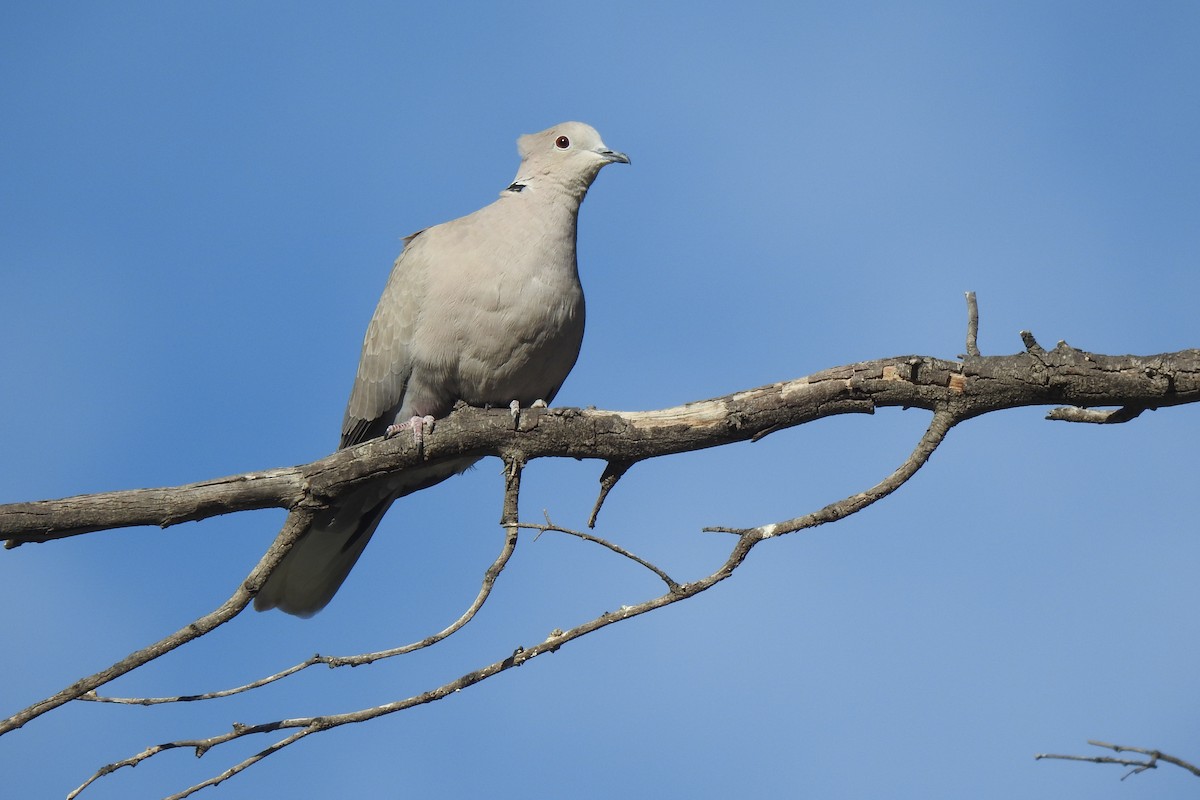 Eurasian Collared-Dove - ML646353522