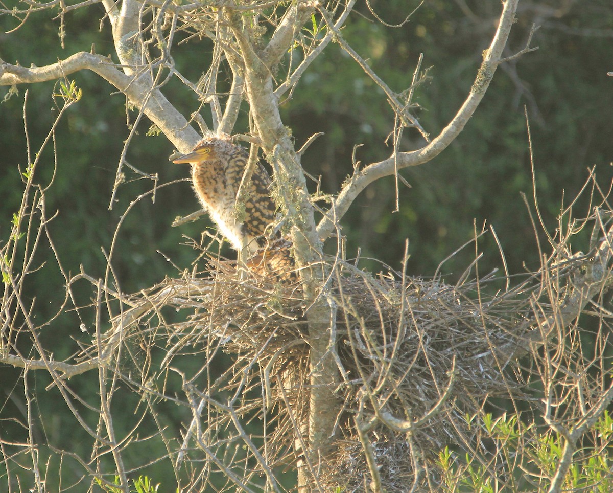 bukač červenavý - ML646353523
