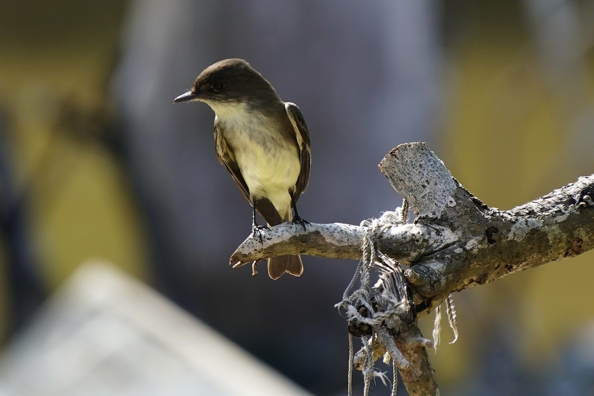 tyranovec domácí - ML646353524